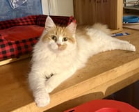 Princess Floof - Photo 1