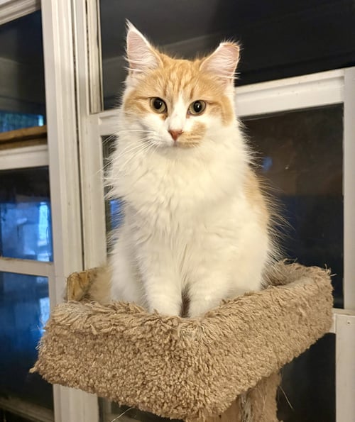 PRINCESS FLOOF - Domestic Long Hair available for adoption