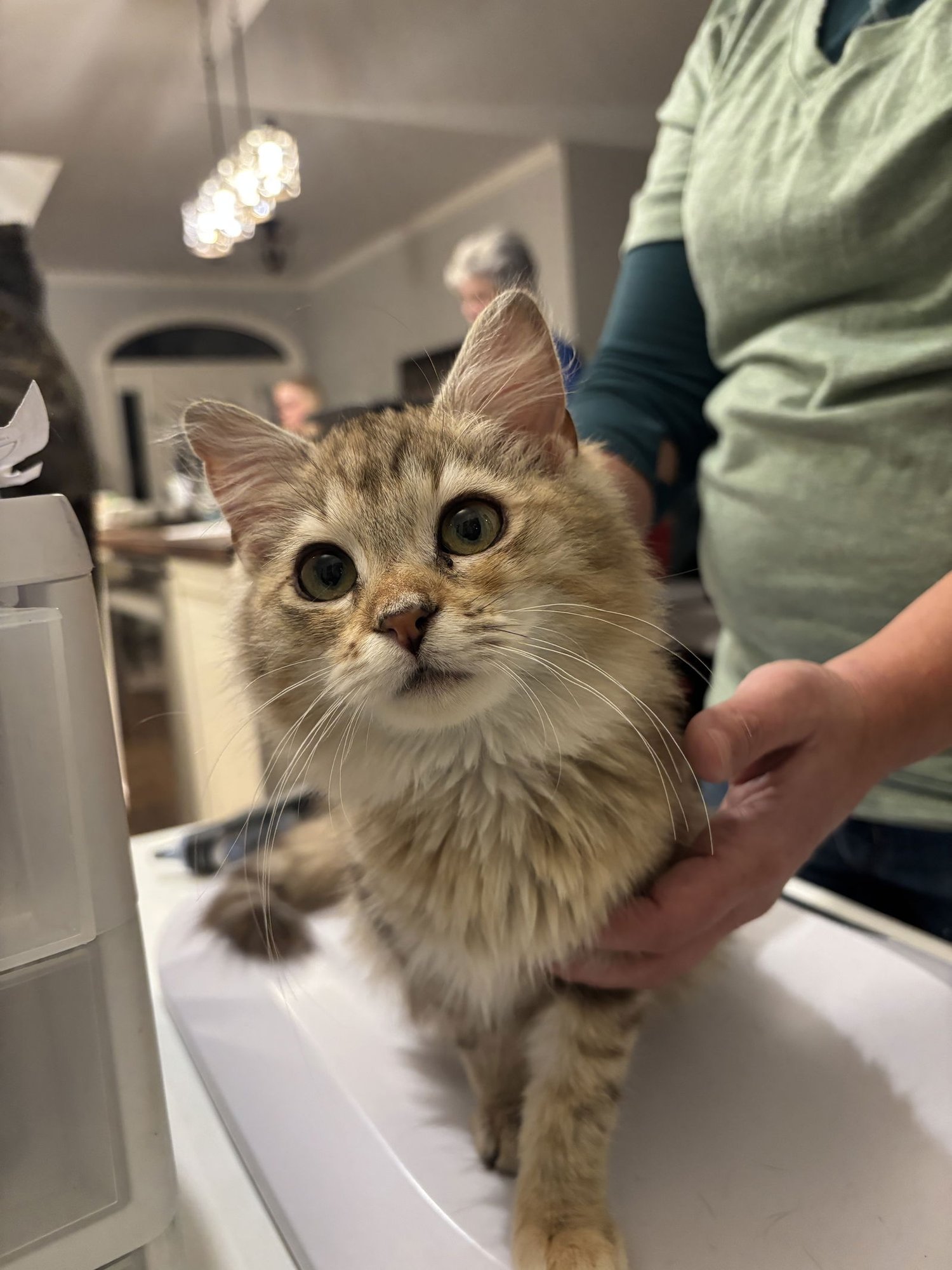 REINI (AVAILABLE FOR PRE-ADOPTION) - Domestic Long Hair available for adoption