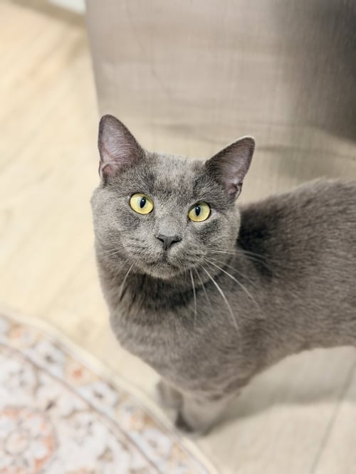 BOB BARKER - Russian Blue available for adoption