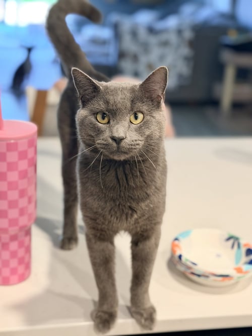 BOB BARKER - Russian Blue available for adoption