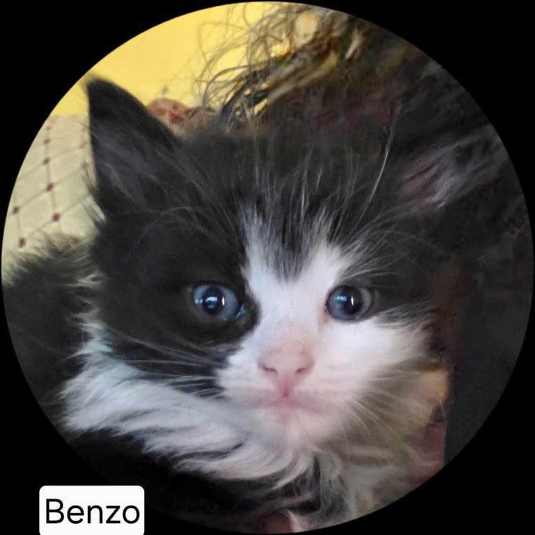 Benzo (Available for pre-adoption) Image