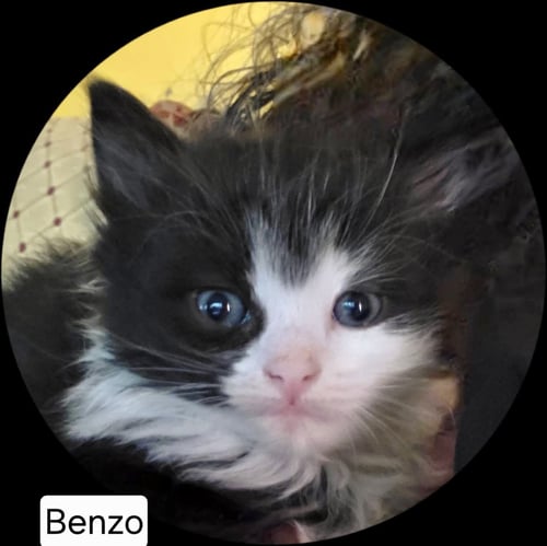 BENZO (AVAILABLE FOR PRE-ADOPTION) - Domestic Long Hair available for adoption