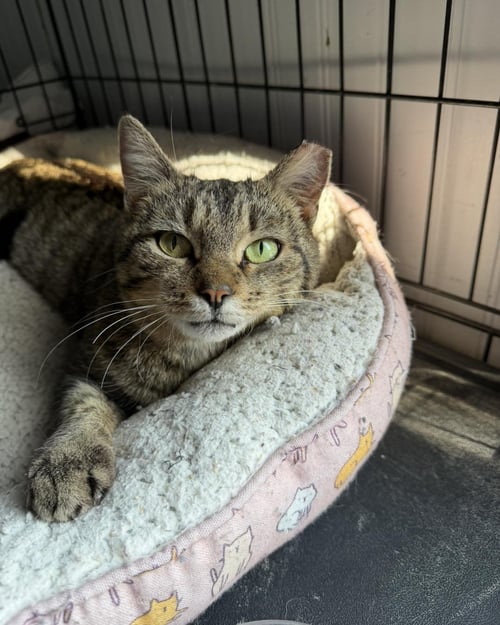 DOOR DASH - Domestic Short Hair available for adoption