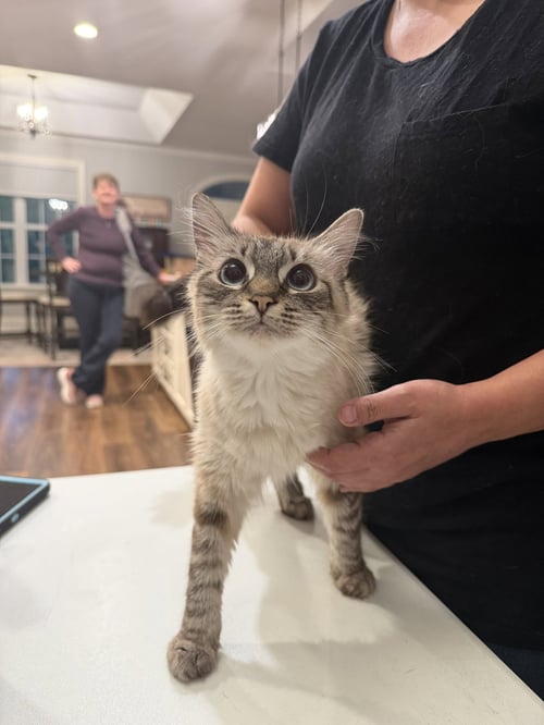 CHOW MEIN - Balinese available for adoption