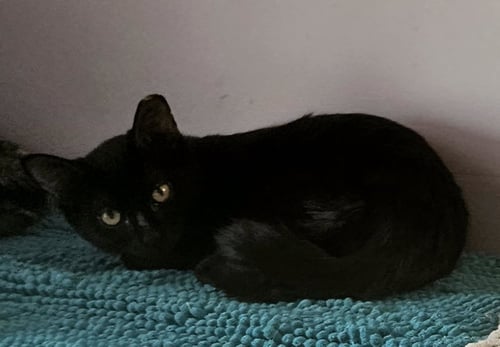 LAPTOP - Domestic Short Hair available for adoption