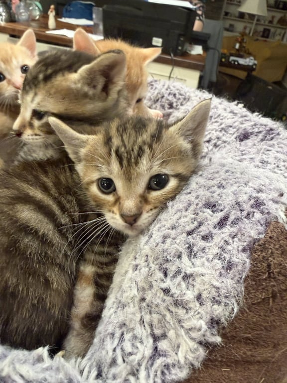 Birria (Available for pre-adoption) Image