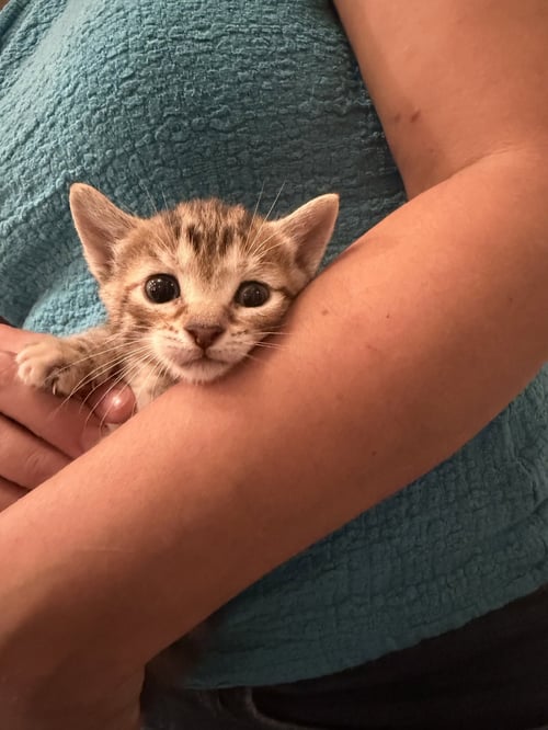 BIRRIA (AVAILABLE FOR PRE-ADOPTION) - Domestic Short Hair available for adoption