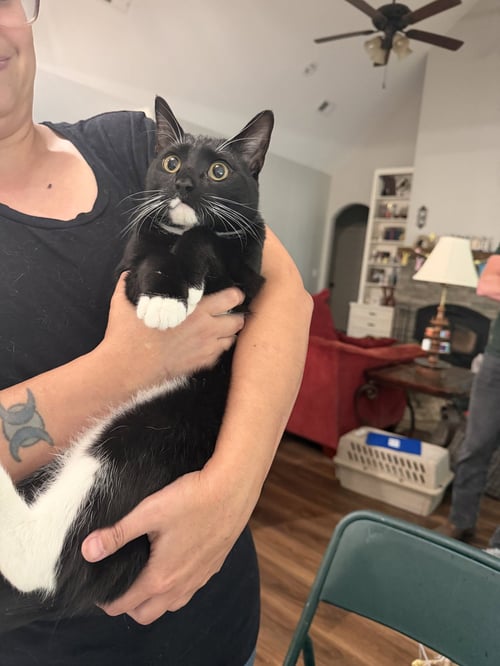 TROUT - Domestic Short Hair available for adoption