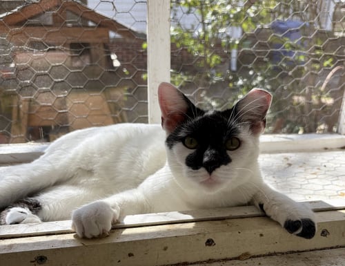 RORSCHACH - Domestic Short Hair available for adoption