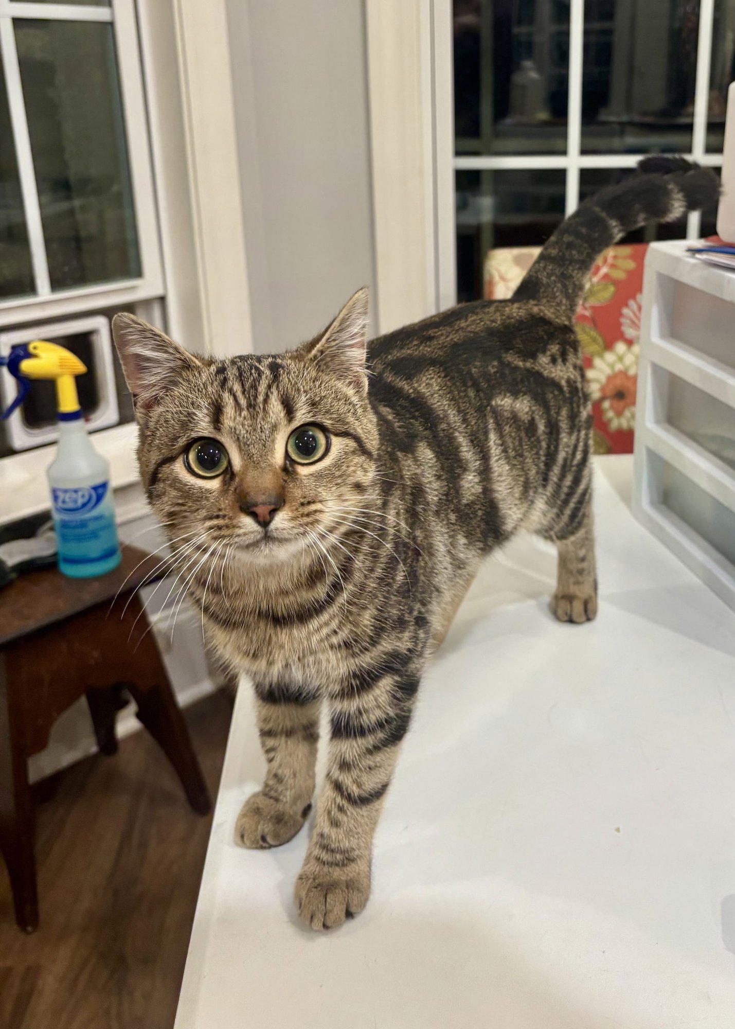 BEDROOM EYES - Domestic Short Hair available for adoption