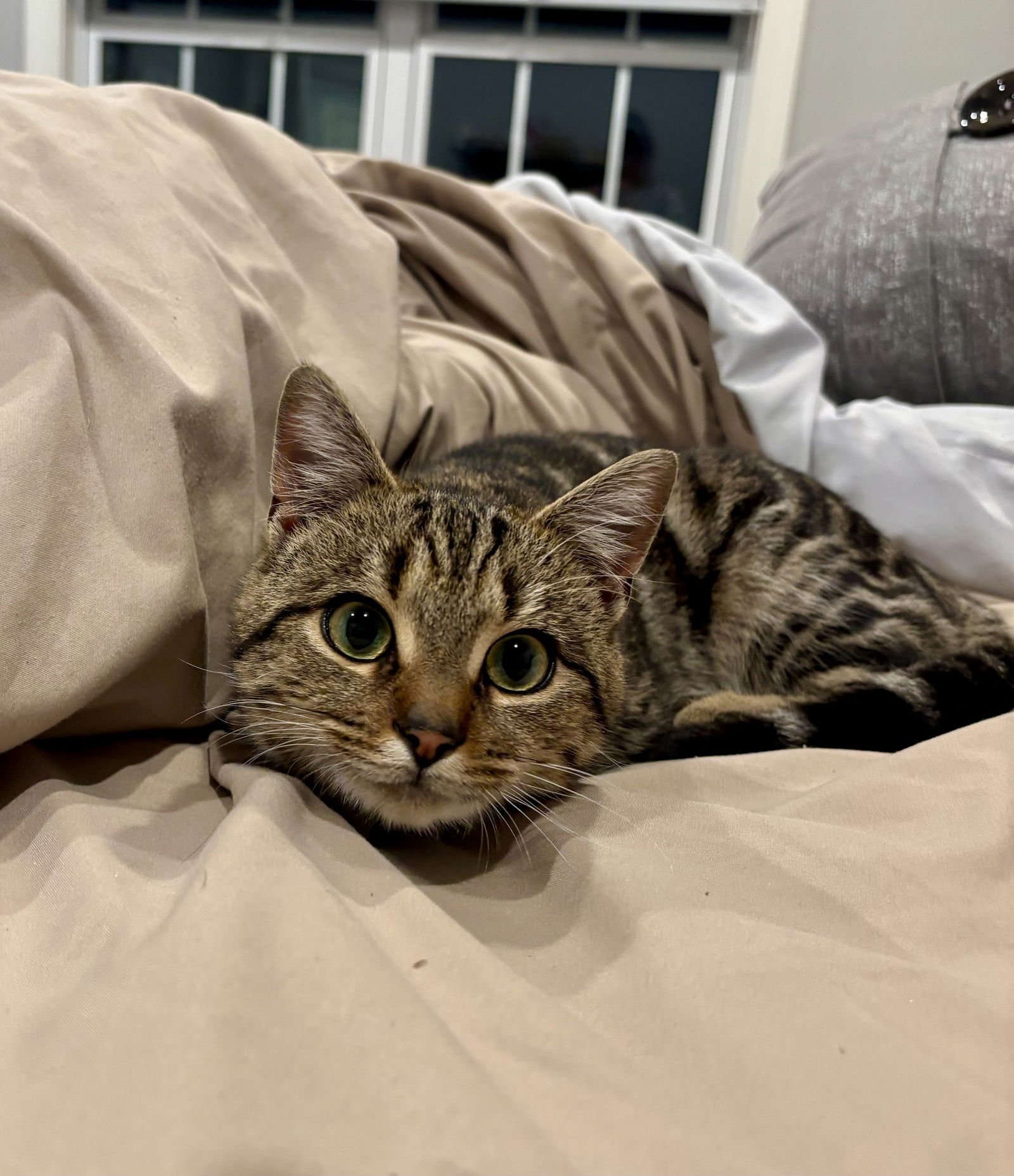 BEDROOM EYES - Domestic Short Hair available for adoption