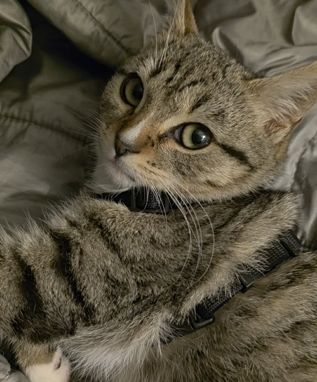 JELLY ROLL - Domestic Short Hair available for adoption