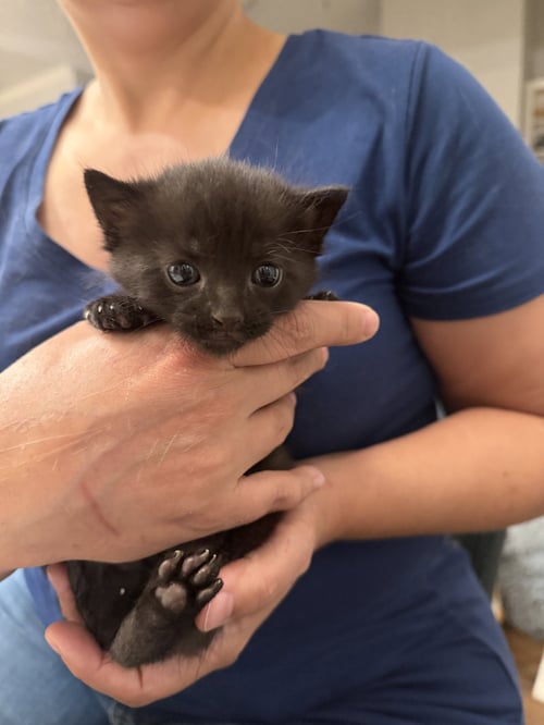 MONOCHROME (AVAILABLE FOR PRE-ADOPTION)