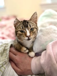 Quartier (Available for pre-adoption) - Photo 1