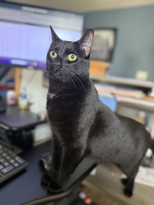 MERCY - Domestic Short Hair available for adoption