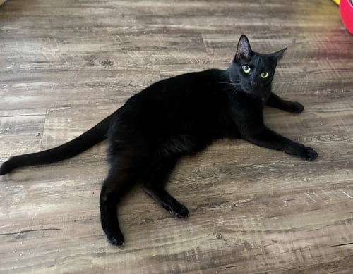 MERCY - Domestic Short Hair available for adoption