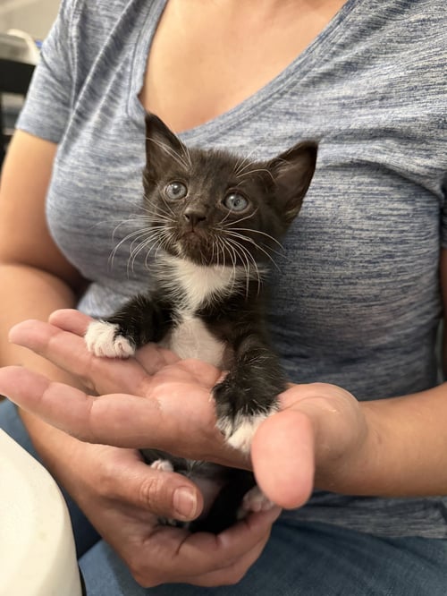 BENZ (AVAILABLE FOR PRE-ADOPTION)