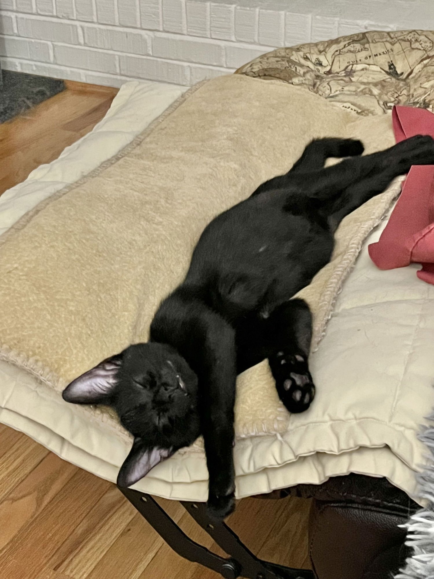 TITO - Domestic Short Hair available for adoption