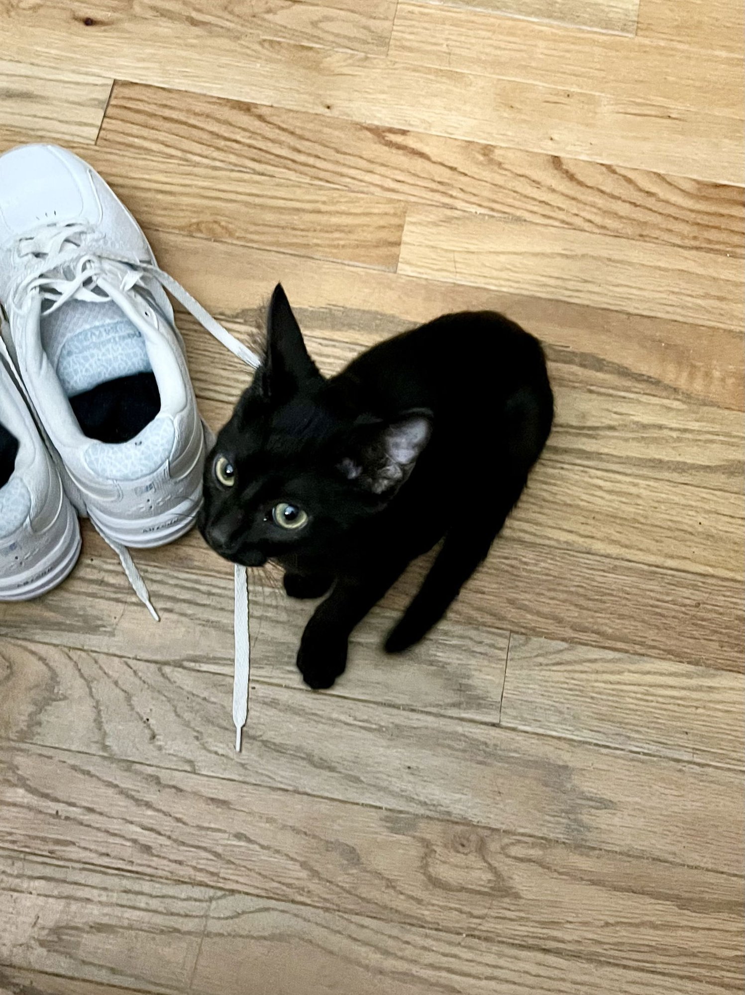 TITO - Domestic Short Hair available for adoption