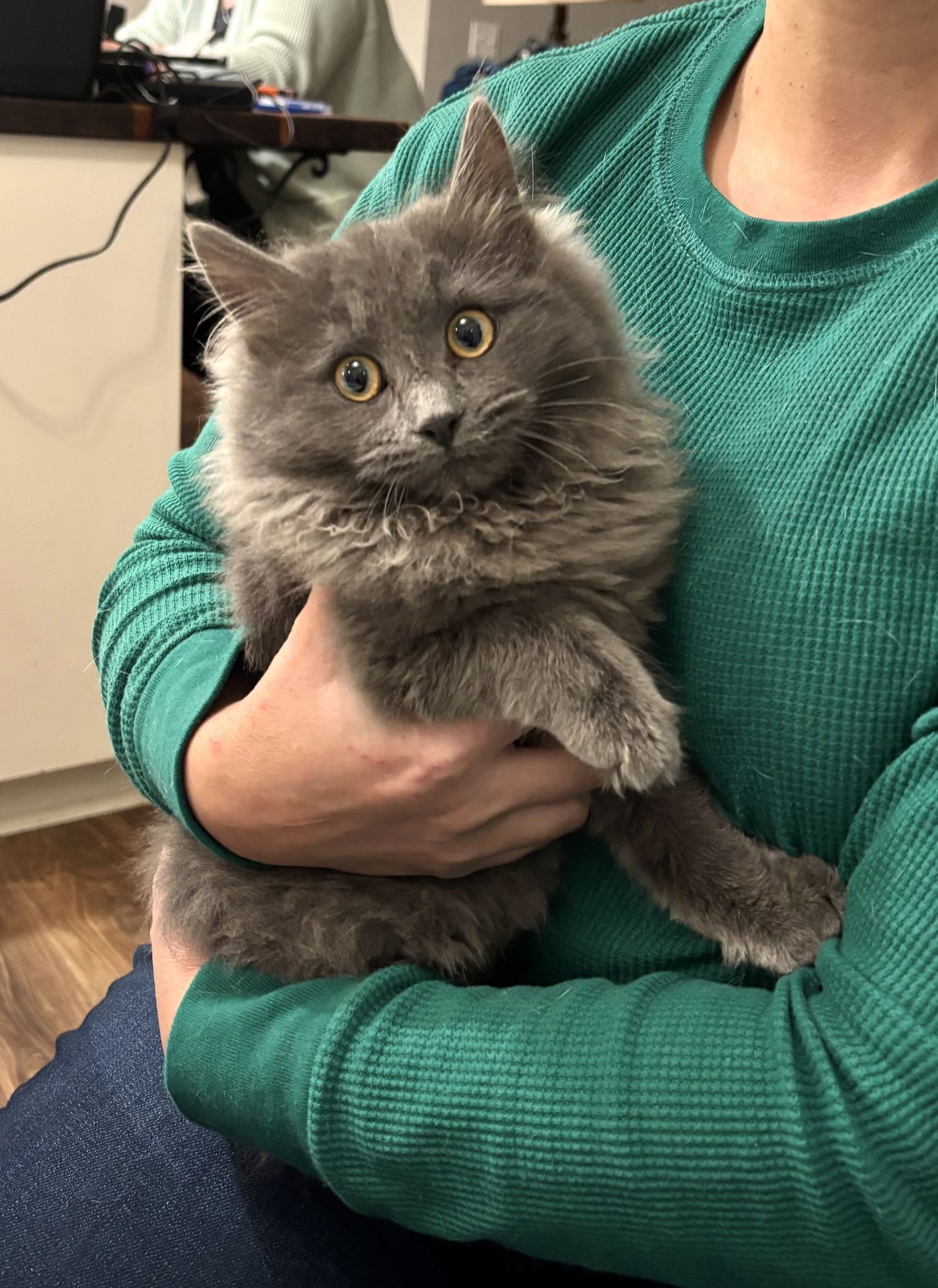 BEDHEAD - Nebelung available for adoption