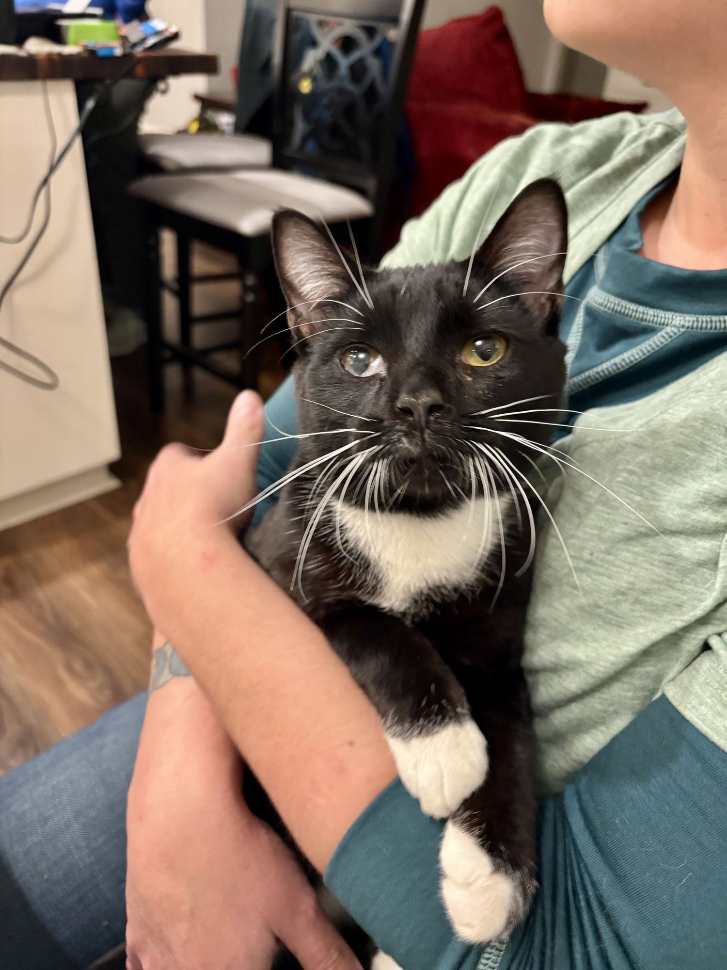 JEEVES (AVAILABLE FOR PRE-ADOPTION) - Domestic Short Hair available for adoption