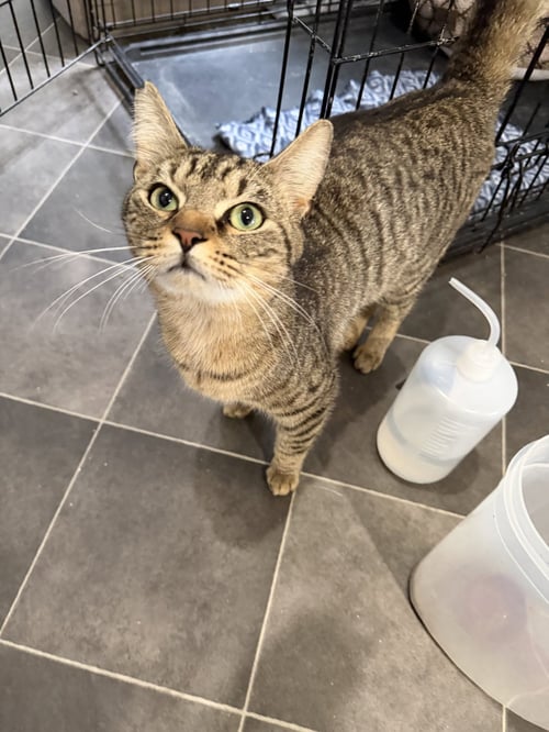 CELERY - Domestic Short Hair available for adoption