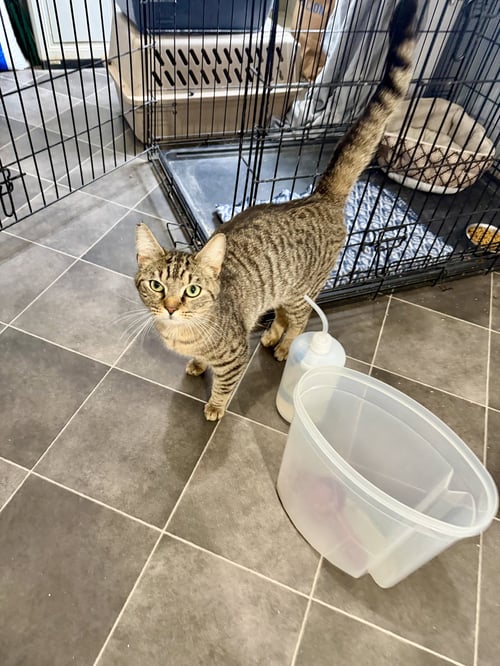 CELERY - Domestic Short Hair available for adoption