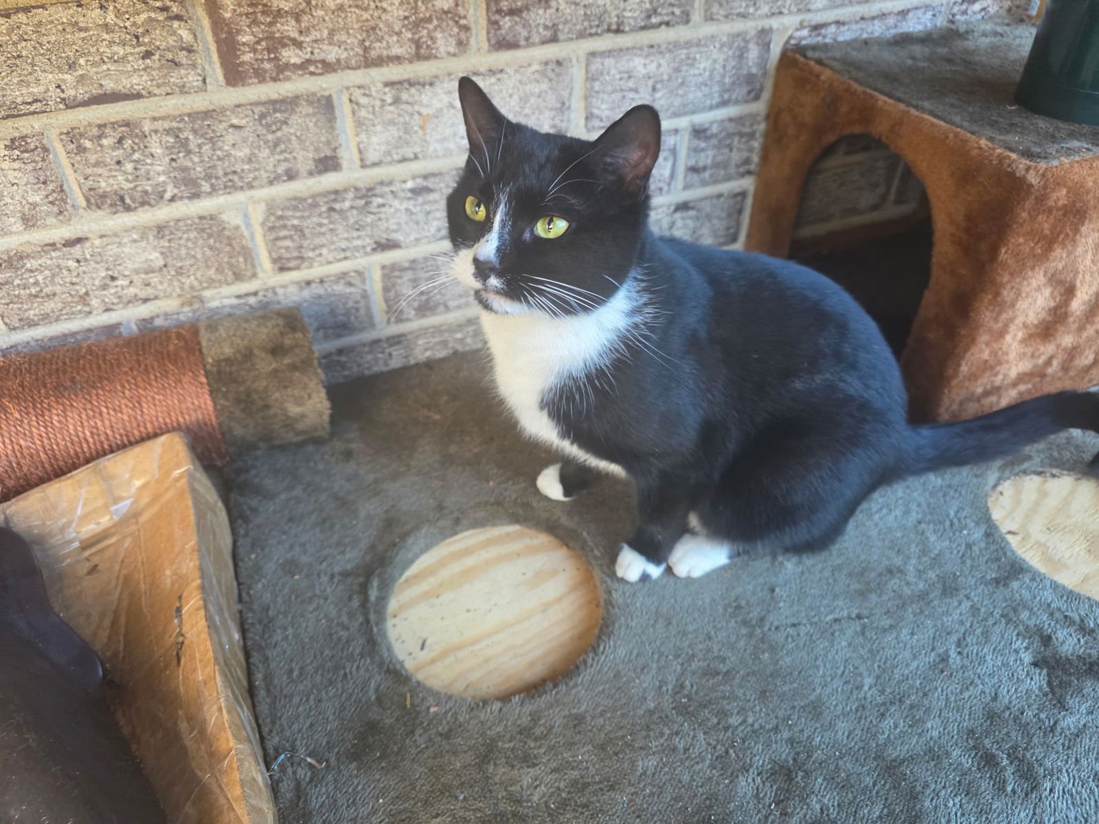 MOXIE - Domestic Short Hair available for adoption