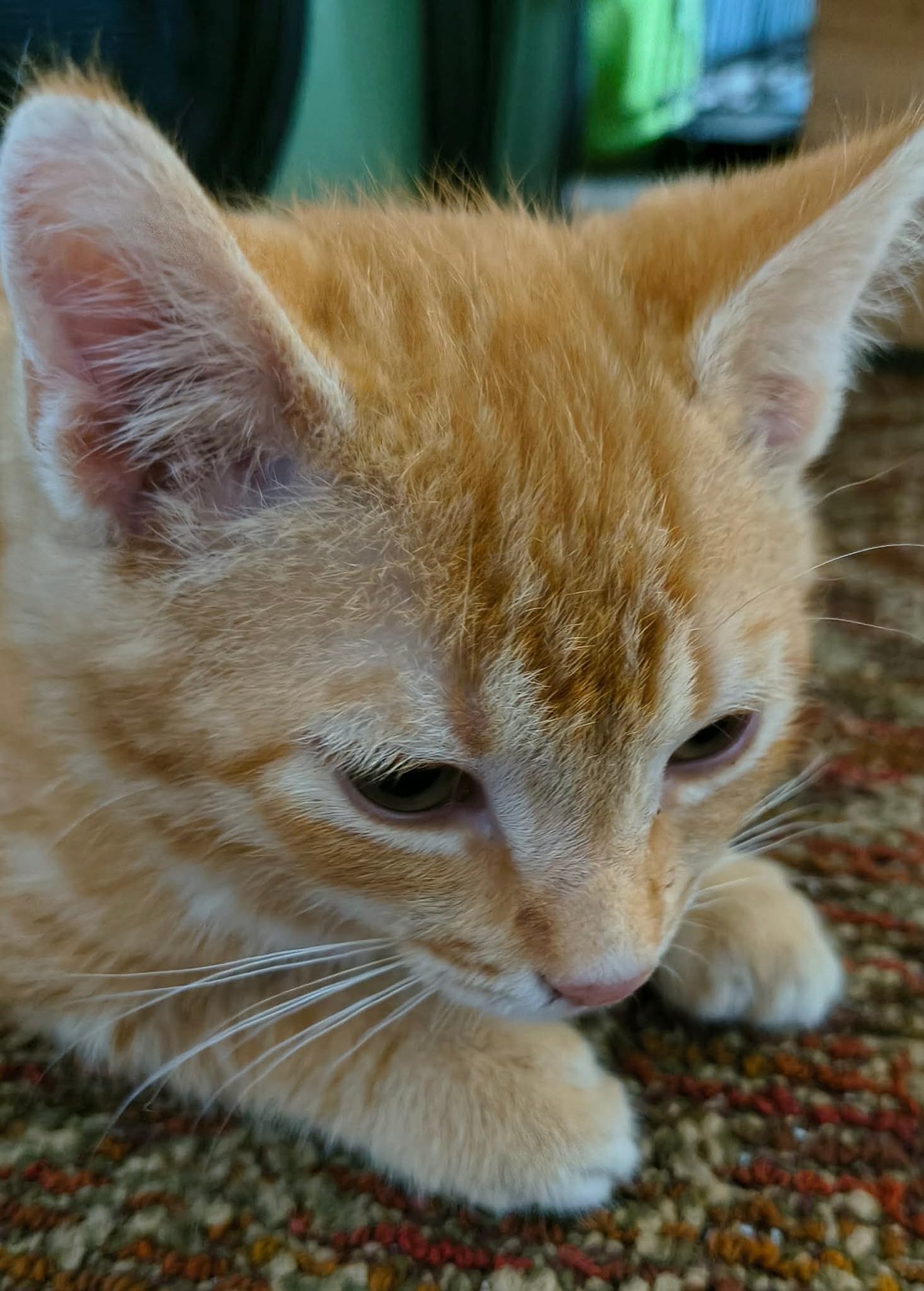 REPLICA (AVAILABLE FOR PRE-ADOPTION) - Domestic Short Hair available for adoption