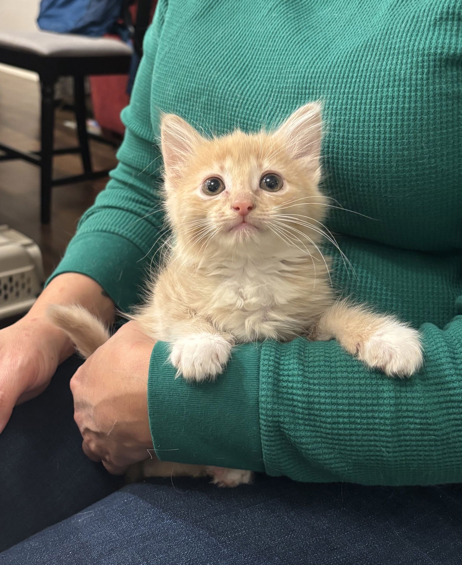 PRONTO (AVAILABLE FOR PRE-ADOPTION) - Domestic Long Hair available for adoption