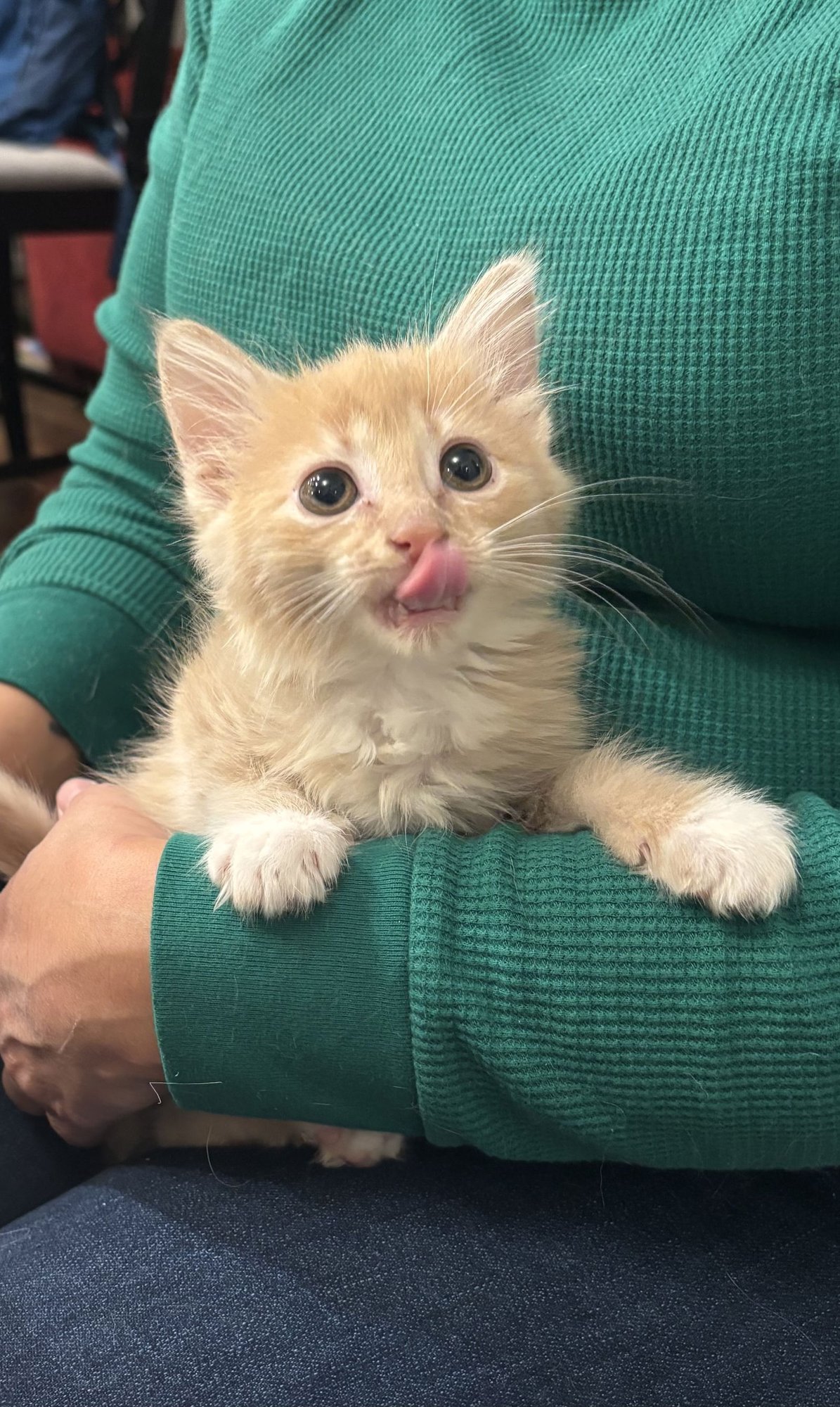 PRONTO (AVAILABLE FOR PRE-ADOPTION) - Domestic Long Hair available for adoption