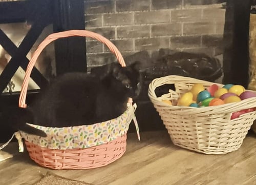 TACKY - Domestic Short Hair available for adoption