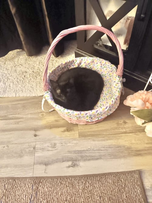 TACKY - Domestic Short Hair available for adoption