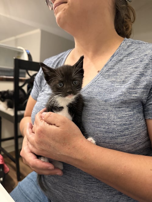 RAM (AVAILABLE FOR PRE-ADOPTION)
