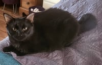 Robert Feline - Photo 1