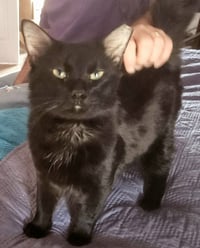 Robert Feline - Photo 2