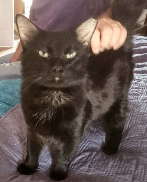 ROBERT FELINE - Bobtail available for adoption