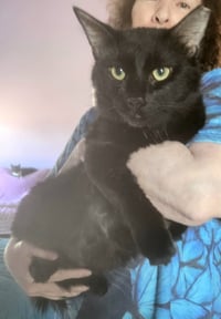 Robert Feline - Photo 3