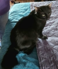 Robert Feline - Photo 4