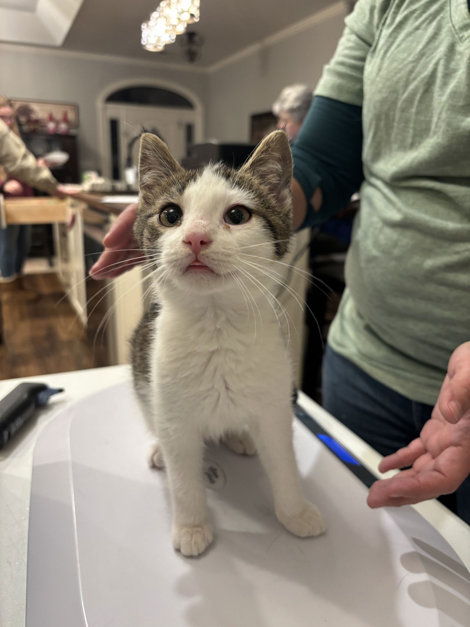 CHERRY PICKER (AVAILABLE FOR PRE-ADOPTION) - Domestic Short Hair available for adoption