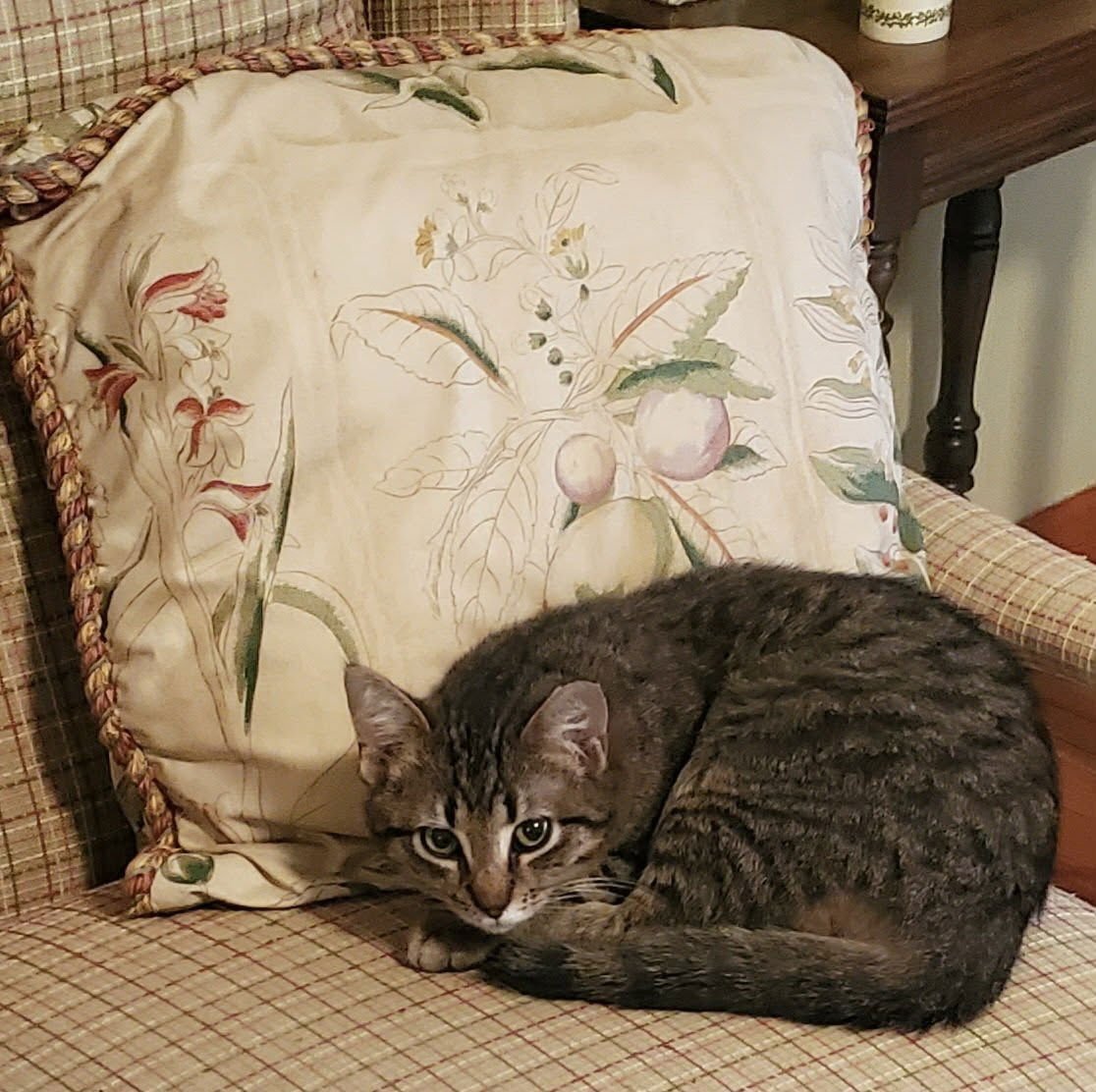 JIGGER - Domestic Short Hair available for adoption