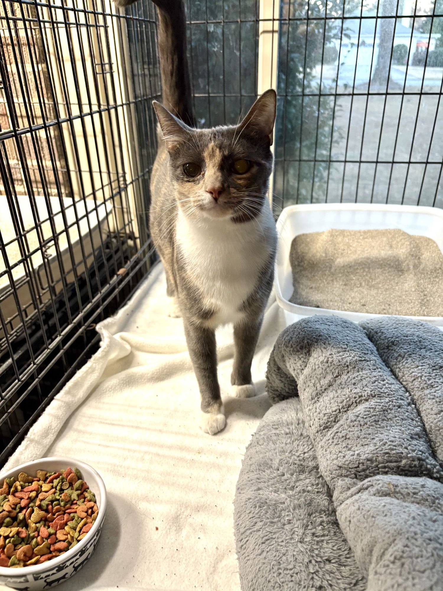 MAKI - Domestic Short Hair available for adoption