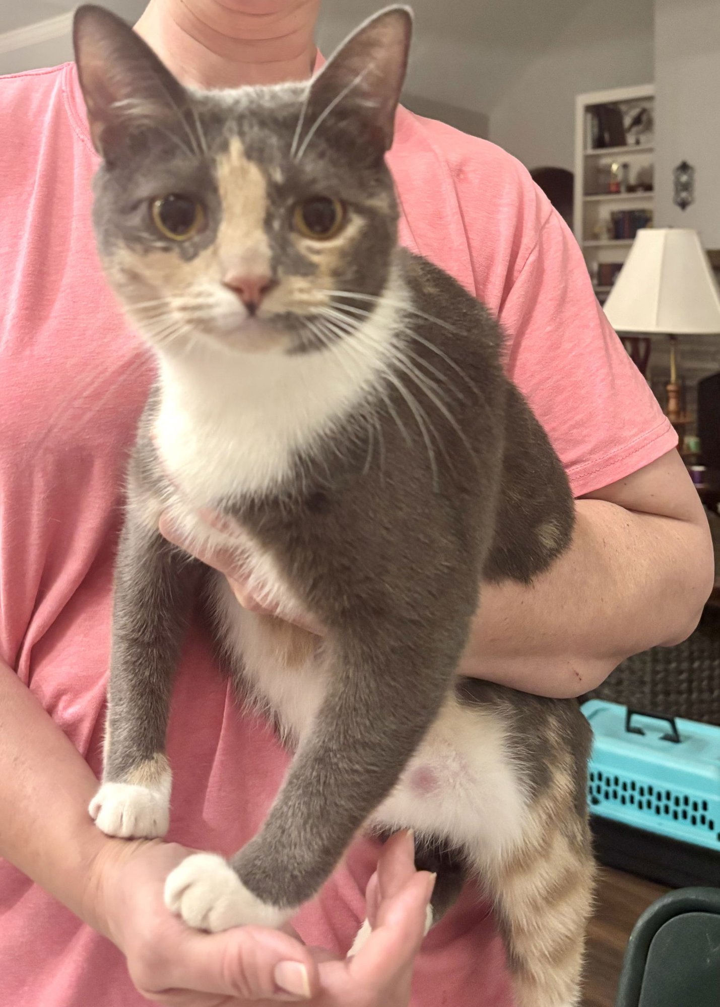 MAKI - Domestic Short Hair available for adoption