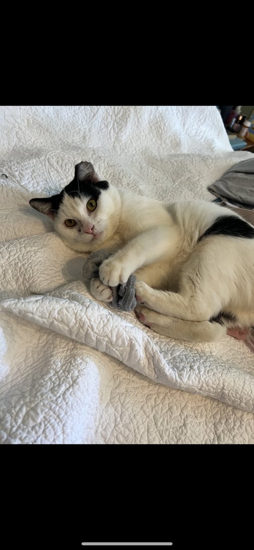 CHEESE - Domestic Short Hair available for adoption