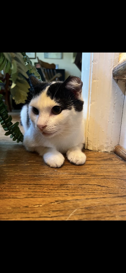 CHEESE - Domestic Short Hair available for adoption