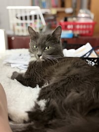 Kate Spayed - Photo 1