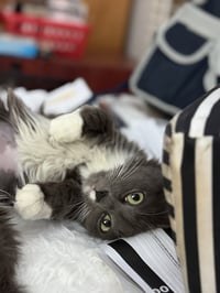 Kate Spayed - Photo 3