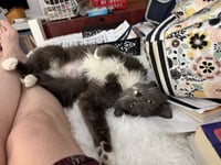 Kate Spayed - Photo 4