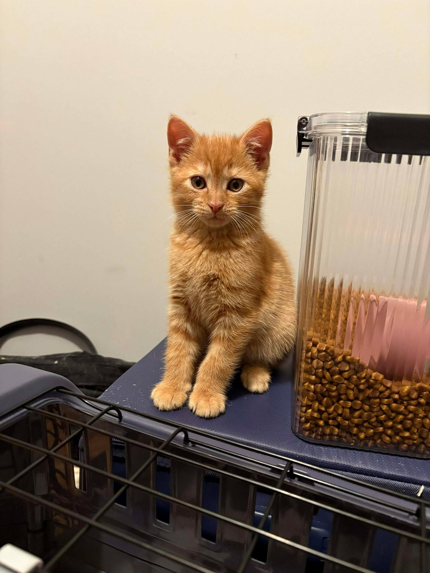 CHEESEBURGER (AVAILABLE FOR PRE-ADOPTION) - Domestic Short Hair available for adoption